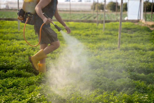 Wasp Removal Services in Otsego, MN