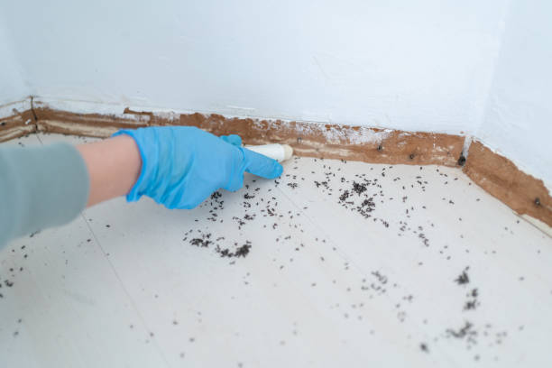 Best Wasp Removal Services  in Otsego, MN